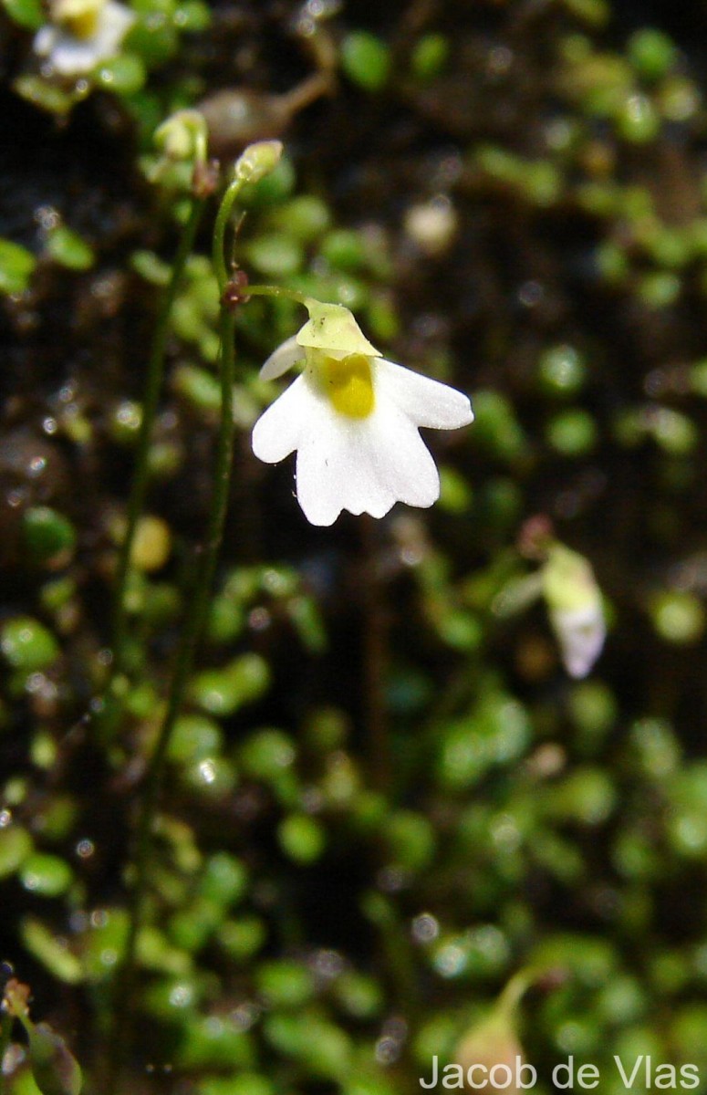 Utricularia striatula Sm.